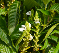 Vasaka (Adhatoda Vasica)